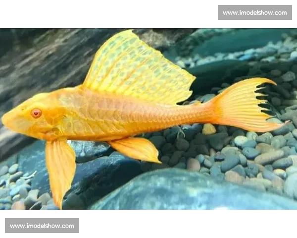 清道夫的生态使命与水域环境平衡之道探索与思考实践启示及其未来发展